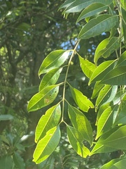 Tetradium glabrifolium