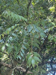 Tetradium glabrifolium