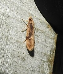 Atomotricha isogama