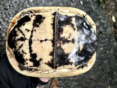 Cuora flavomarginata