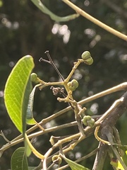 Tetradium glabrifolium
