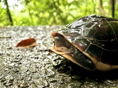 Cuora flavomarginata