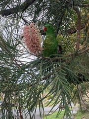 Trichoglossus chlorolepidotus