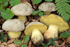 Butyriboletus fechtneri