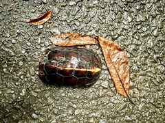 Cuora flavomarginata