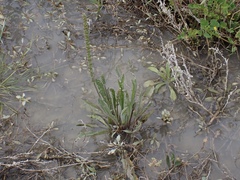Plantago cunninghamii