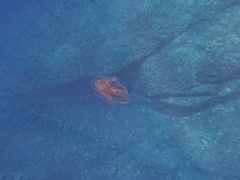 Leucothea multicornis