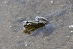 Pelophylax ridibundus