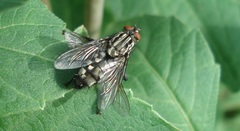 Sarcophaga carnaria