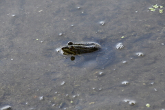 Pelophylax ridibundus