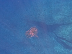 Leucothea multicornis