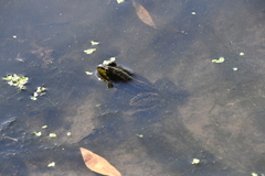 Pelophylax ridibundus