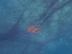 Leucothea multicornis