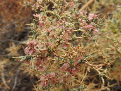 Noaea mucronata