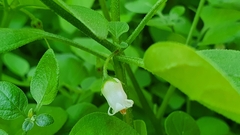 Salpichroa origanifolia