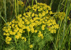 Euphorbia cyparissias