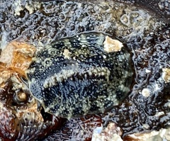 Onchidella nigricans