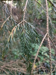 Abies nordmanniana