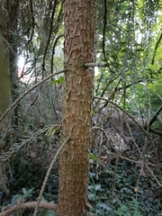 Abies nordmanniana