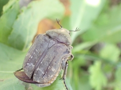 Protaetia morio