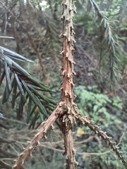 Abies nordmanniana