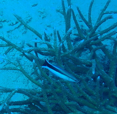 Labroides dimidiatus