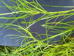 Isolepis fluitans