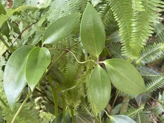 Clematis crassifolia