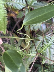 Clematis crassifolia