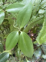 Clematis crassifolia
