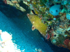 Cheilinus chlorourus