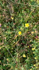 Potentilla erecta