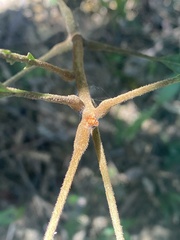Meliosma rigida