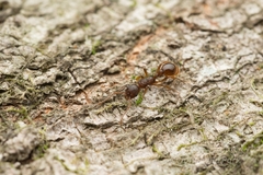 Myrmica kotokui