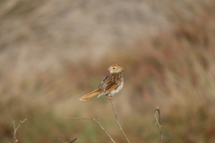 Cisticola subruficapilla