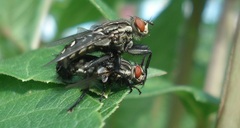 Sarcophaga carnaria
