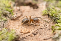 Lasius hayashi