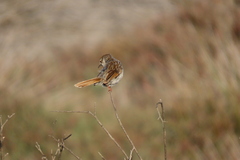 Cisticola subruficapilla