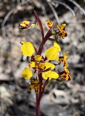 Diuris pardina