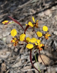 Diuris pardina