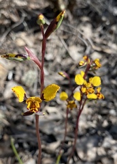 Diuris pardina