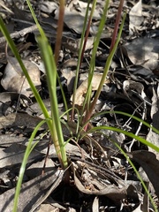 Diuris pardina