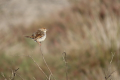 Cisticola subruficapilla