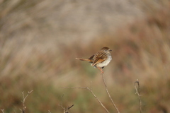 Cisticola subruficapilla