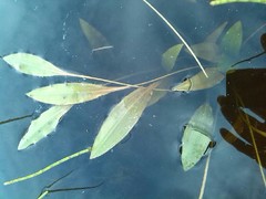 Potamogeton polygonifolius