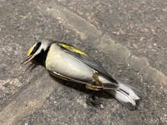 Vermivora chrysoptera