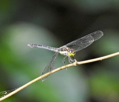 Agrionoptera longitudinalis biserialis