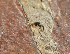 Xysticus cristatus