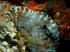 Echinophyllia