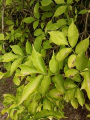 Sambucus nigra